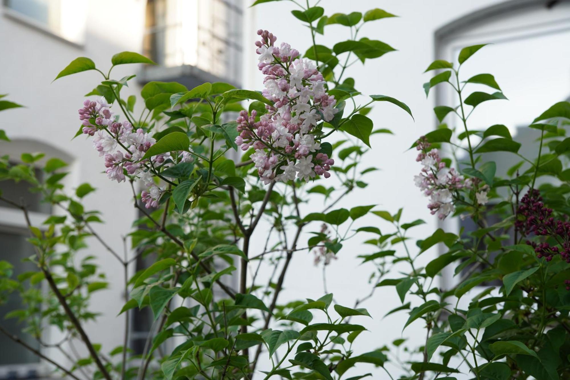 Bright, Spacious Apartment With A Lovely Terrace In The Heart Of Aachen Exteriör bild